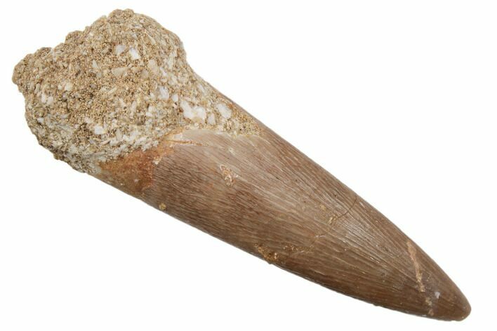 Fossil Plesiosaur (Zarafasaura) Tooth - Morocco #196658